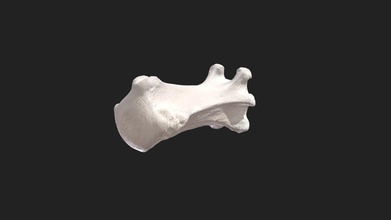9th caudal vertebra dog caudalis - 3d model vetanatmunich 5f8a732 3d print model - Mito3D