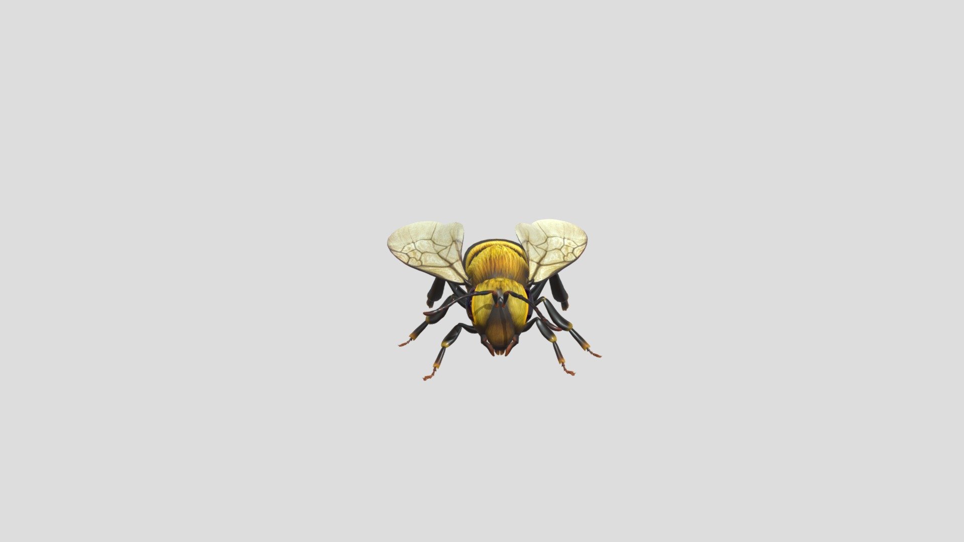 abeja descargar gratis 3d modelo Aaronlpzr f384c01 3D print model - Mito3D