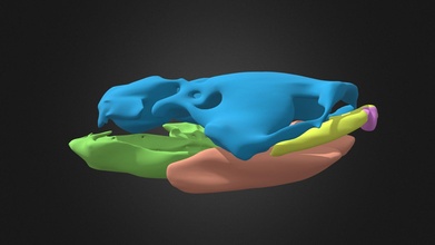 africano artigliato rana larvale cranio 3d modello Paolo lukas xenopuslukas 1b15516 3d print model - Mito3D