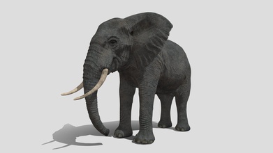 afrikanischer Elefant - kaufen royalty free 3d Modell squir3d 7e2d4d2 hoch detailliertes erstellt squir team 3d print model - Mito3D