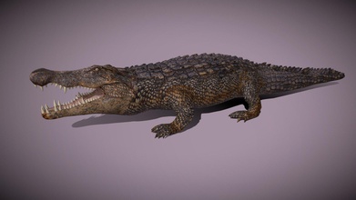 aligator - buy royalty-free modello 3d pinotoon b5c7d55 low-poly realizzato in blender 281 3d print model - Mito3D