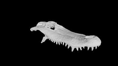 alligator skull - download free 3d model eric bauer ebauer4 3c393db 3d print model - Mito3D
