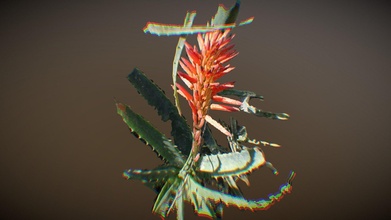 Aloe Blume Punkt Aussicht download frei 3d Modell marcelotorresvega f57dec8 3d print model - Mito3D