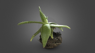 Aloe Blumentopf 3d Modell makovetkyi volodymyr pbr scans ab882f5 3d print model - Mito3D