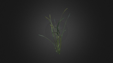 alopecurus geniculatus - buy royalty free 3d model evermotion 4314777 highly detailed plant all textures shaders materials ready use just put into your scene 3d print model - Mito3D