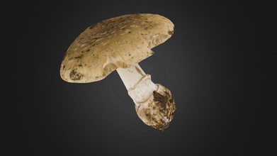 amanita gemmata mushroom - buy royalty free 3d model jevinjones jevinj 29fec72 commonly known gemmed jonquil grows widespread europe north america either singly scattered groups coniferous mixed forests especially along paths roads often confused various other european species a resembles false death cap tawny grisette panther mushrooms 3d print model - Mito3D