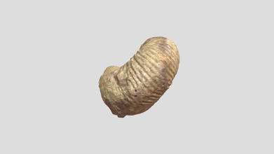 ammonite185612 Scarica gratuito 3d modello è fossile laboratorio 452855b 3d print model - Mito3D
