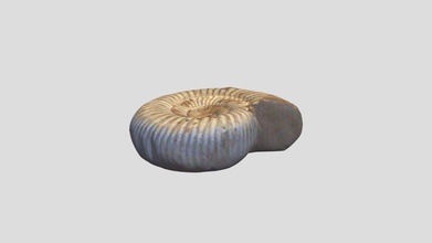 ammonite - download free 3d model dancash13 26198bd 3d print model - Mito3D