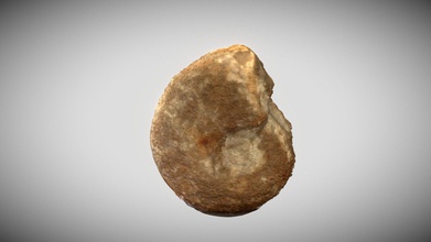 ammonite f sil - 3d model v ctor krasnayin 8161372 prueba con un f sil ammonite algo es algo - ammonite f sil - 3d model v ctor krasnayin 8161372