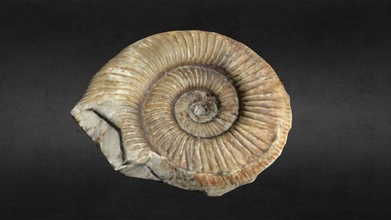 ammonite fossile acheter royalties libre 3d modèle protection Naturel L'Autriche paléontologie nature préhistoire zoologie préhistorique amonites 3d print model - Mito3D