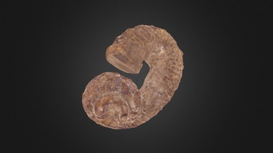 ammonite heteromorfo nostoceras - download free 3d model museo uv historia natural muvhn 89aaa73 3d print model - Mito3D