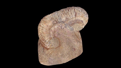 ammonite heteromorfo nostoceras en matriz - download free 3d model museo uv historia natural muvhn d99be70 3d print model - Mito3D