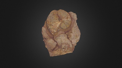 ammonite indet Scarica gratuito 3d modello paleo3d ff31d6b 3d print model - Mito3D