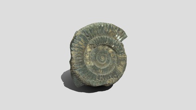 ammonite jpg - buy royalty free 3d model peterfalkingham pfalkingham1 56ce228 vertebra iguanodon think reconstructed using photogrammetry m testing raw vs produced out-of-camera jpgs set up https peterfalkinghamcom 2020 04 25 extending-my-automated-arduino-photogrammetry-setup-to-include-a-dslr discussion 05 22 photogrammetry-does-shooting-raw-or-jpg-make-a-difference made images sketchfabcom 3d-models ammonite-raw-44fce50a5b354dcaa12f4afd80e63fad 3d print model - Mito3D