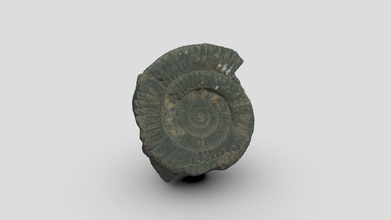 ammonite raw - buy royalty free 3d model peterfalkingham pfalkingham1 44fce50 vertebra iguanodon think reconstructed using photogrammetry m testing vs jpg produced files set up https peterfalkinghamcom 2020 04 25 extending-my-automated-arduino-photogrammetry-setup-to-include-a-dslr discussion 05 22 photogrammetry-does-shooting-raw-or-jpg-make-a-difference made images sketchfabcom 3d-models ammonite-jpg-56ce228da47c453fa7e4770abfc7a974 3d print model - Mito3D
