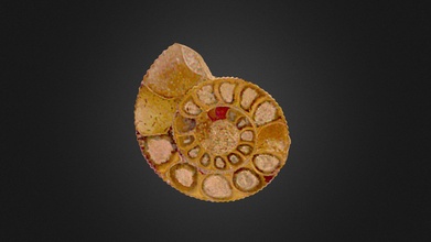 ammoniti Scarica gratuito 3d modello museo uv storia naturale muvhn 930cc5b 3d print model - Mito3D