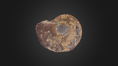 ammonites indet - download free 3d model paleo3d b1fc517 3d print model - Mito3D
