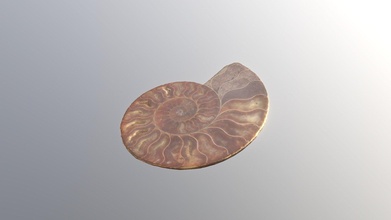 ammoniti fossile 3d modello rafael kenji horota rafaelkenjihorota 10f3d03 3d print model - Mito3D