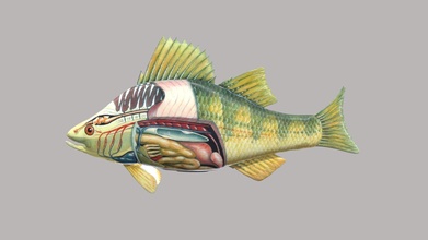 anatomia peixe função baixar livre 3d modelo ni 39 amur Rohman niamurrohman17 41e0666 3d print model - Mito3D