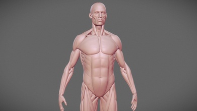 anatomi erkek Ecorche 3d model Dmitry Fedorov noise92f a980fd1 3d print model - Mito3D