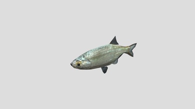 animated poly fish - download free 3d model atlas atlasmodels 64adc2e 3d print model - Mito3D