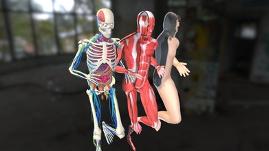 animation dissection anatomy systems runing - buy royalty free 3d model flarar caaec9b 3d print model - Mito3D