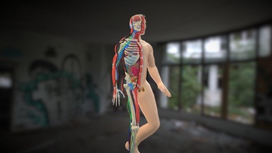 animation dissection male anatomy systems - buy royalty free 3d model flarar 01d70d0 3d print model - Mito3D