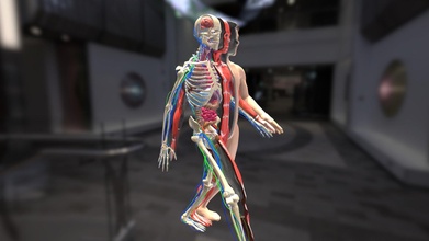 animasyon diseksiyon erkek anatomi sistemleri satın almak telif Bedava 3d model işaret fişeği 0293b69 3d print model - Mito3D