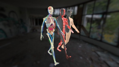 animation dissection male anatomy systems - buy royalty free 3d model flarar 0921fe7 3d print model - Mito3D