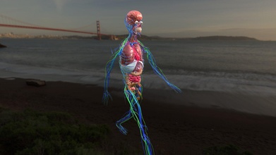 animación organos anatomía sistemas caminando comprar realeza gratis 3d modelo flarar fc63a9b 3d print model - Mito3D
