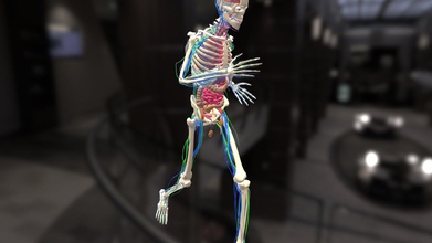 animação esquelético anatomia sistemas correndo Comprar realeza livre 3d modelo flarar 2f5e0a6 3d print model - Mito3D