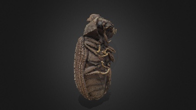 anobium punctatum woodworm - 3d model resguard 85e44fd measuring 2 3 millimeters digitalization has been obtained photogrammetry use 2500 images stacked focus stacking obtain 40 final photographs first scanning test semi-automated capture process 3d print model - Mito3D