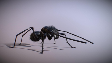 ant- animated camponotus - 3d model blackantmaster b9d08db 3d print model - Mito3D