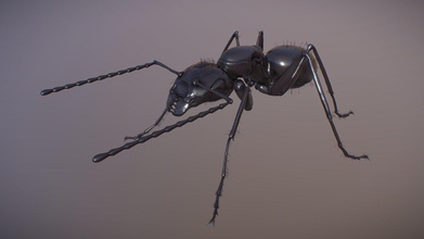 Ameise Camponotus Kaufen Lizenzgebühren frei 3d Modell Blackantmaster a88fbc2 3d print model - Mito3D