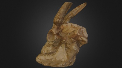 antilope crâne fossile 3d modèle fossiles conqueror78 912cdf3 3d print model - Mito3D