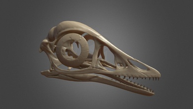Archaeopteryx crânio Comprar realeza livre 3d modelo olof toupeira Lordtrilobite f6da1b0 3d print model - Mito3D
