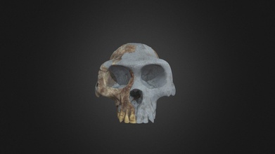 ardipithecus ramidus skull - download free 3d model digital atlas ancient life digitalatlasofancientlife 1b55fb7 3d print model - Mito3D