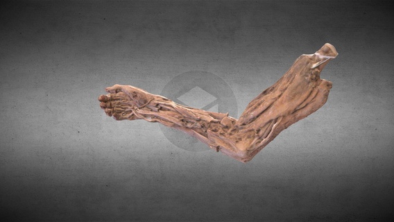 braccio muscoli Ascoli brazo acquistare royalty gratuito 3d modello anatomia umano 3d gonzalo matzner anatomia braccio muscolo avambraccio tricipiti bicipite anatomia robusto avambraccio armmuscle 3d print model - Mito3D