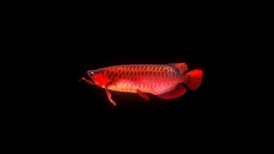 Arowana rouge poisson 3d modèle mriot malgorzatariot 6905462 3d print model - Mito3D