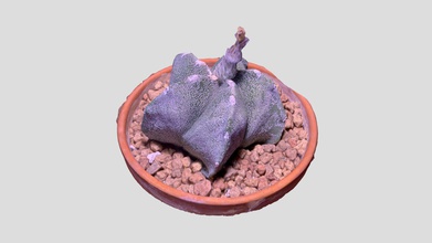 astrophytum pollinated bud think - download free 3d model jeremy edelblut cinnamontoast 0b7b9a6 myriostigma polinated may not have worked but we shall see if seed happen 3d print model - Mito3D
