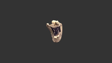 australopithecus 25011rp42 - 3d model rla archaeology rla-archaeology 65bb178 location lothagam kenya age 42-5 million years ago material epoxy resin cast notes catalog no mandible fragment fossil discovered 1967 arnold lewis bryan patterson designated knmlt 329 made wenner-gren foundation casting program university museum pennsylvania teaching collection research laboratories north carolina chapel hill aidan paul 3d print model - Mito3D