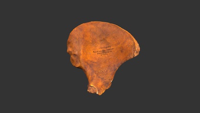 australopithecus africanus 1979rp38 - download free 3d model rla archaeology rla-archaeology f9f4186 location makapansgat south africa age 33-21 million years ago material plaster cast notes catalog no left ilium sub-adult designated mld-7 fossil discovered limeworks site 1948 reported edouard l bone raymond a dart 1955 prometheus made university museum pennsylvania teaching collection research laboratories north carolina chapel hill aidan paul 3d print model - Mito3D
