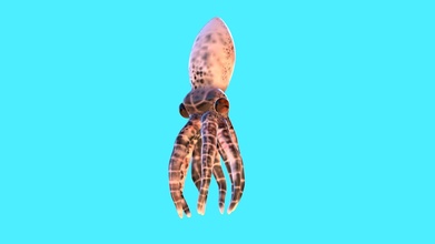 baby octopus - buy royalty free 3d model parsonsarts tomparsons 514aca2 3d print model - Mito3D