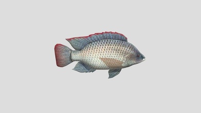 bagian tubuh ikan febri setyo nugroho - download free 3d model febrisetyonugroho 5806e0e 3d print model - Mito3D