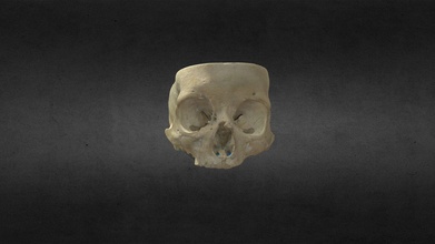 base cr neo cranio hd acquistare royalty gratuito 3d modello anatomia umano gonzalo tiznado craneo anatomia3d 3danatomy 3d print model - Mito3D
