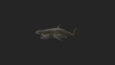 basking shark 3d model josluat91 63e2040 3d print model - Mito3D