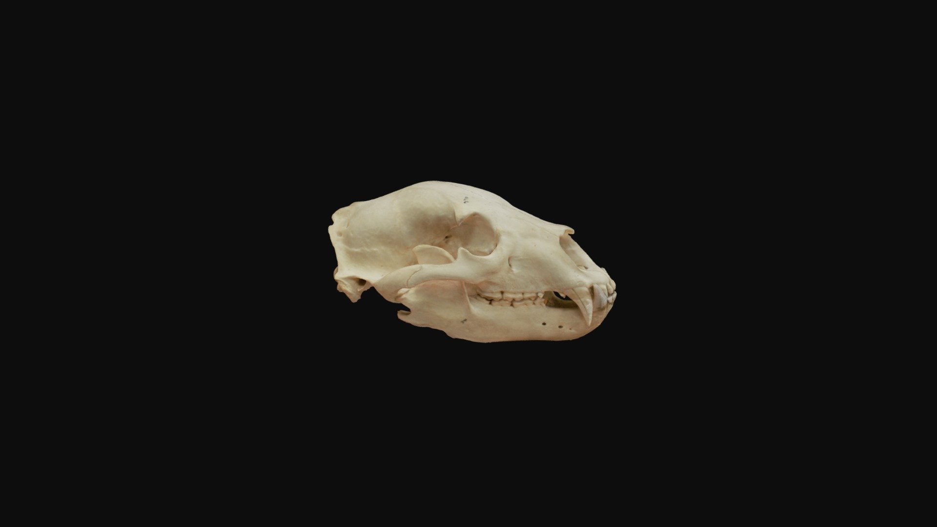 orso cranio - modello 3d youbie collezione dhutchinson22 4a90994 università di iowa 3D print model - Mito3D