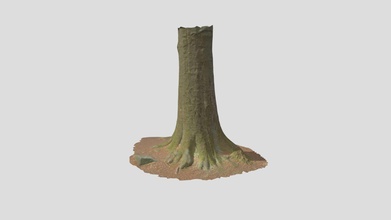 beech tree trunk roots processed scans forest - download free 3d model random-scans 40209ba 3d print model - Mito3D