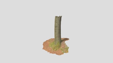 beech tree trunk roots processed scans forest - download free 3d model random-scans 9aeebc0 3d print model - Mito3D