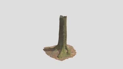 beech tree trunk roots processed scans forest - download free 3d model random-scans eb4fc37 3d print model - Mito3D